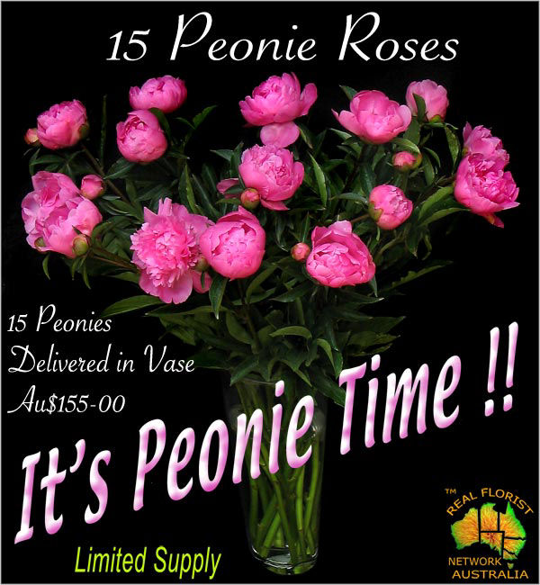 15 Peony Roses in Vase