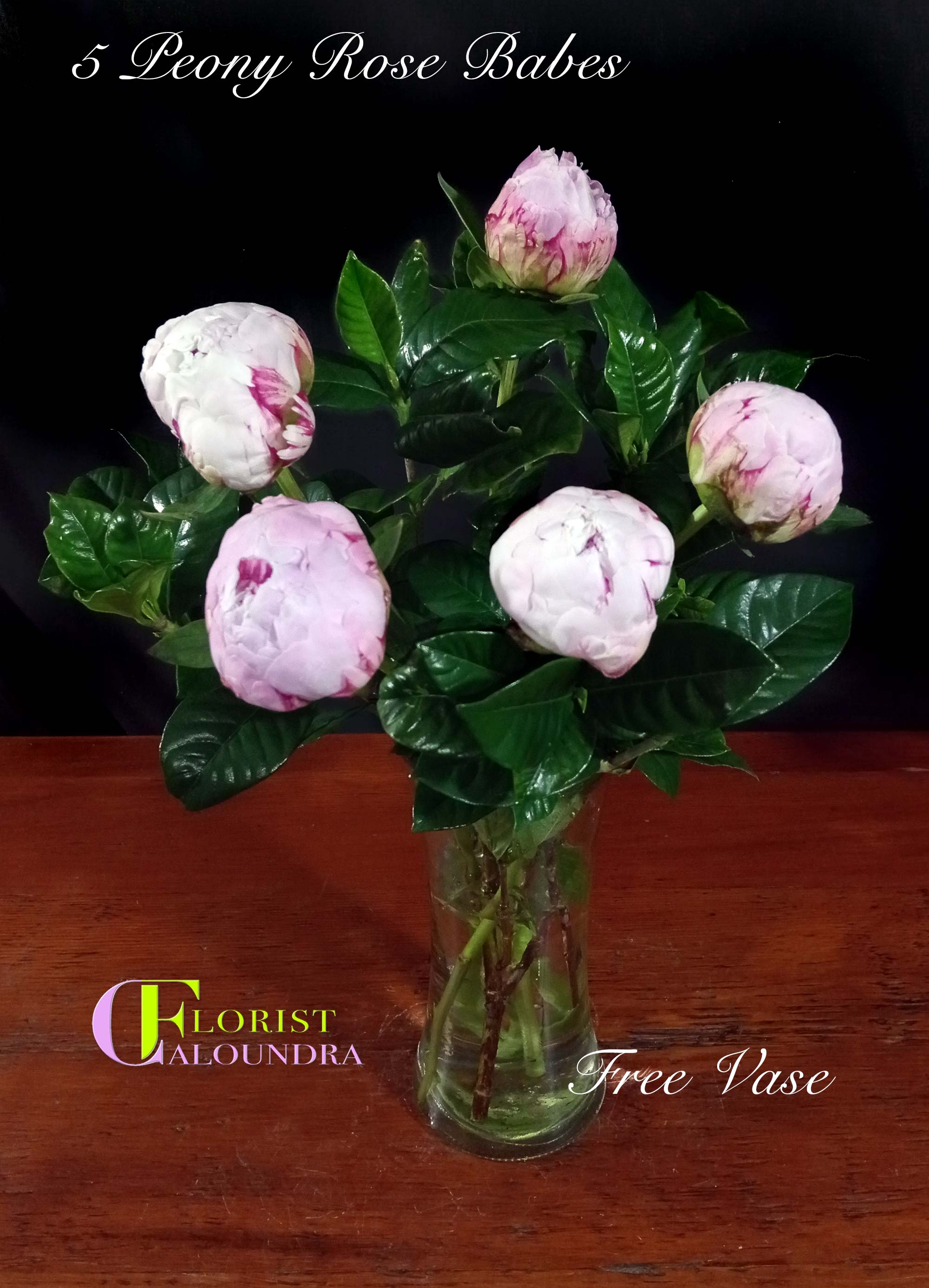 5 PEONY ROSE BABES