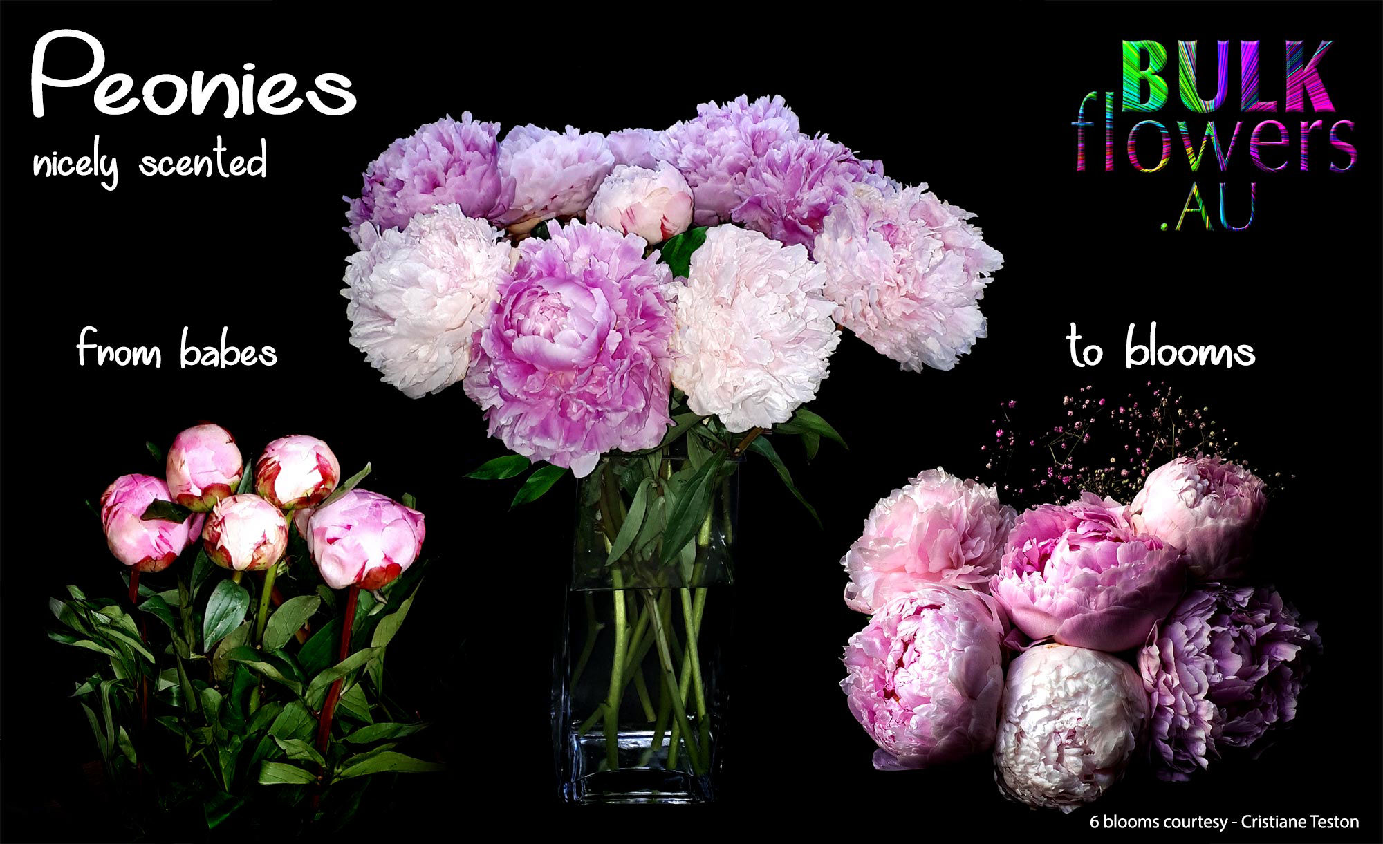 PEONY ROSES BULK FLOWERS