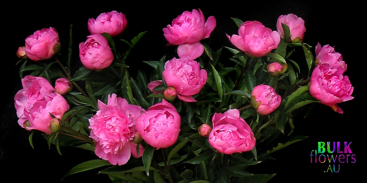 Red Peony Roses